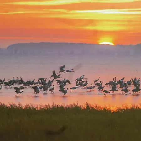 Goedeke Michels 2 * זינקסט